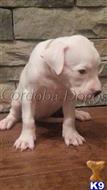 dogo argentino puppy posted by Cordoba Dogos